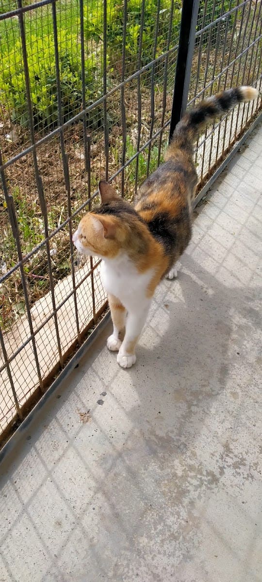 Misafirlerimizden üç renkli bir kedi